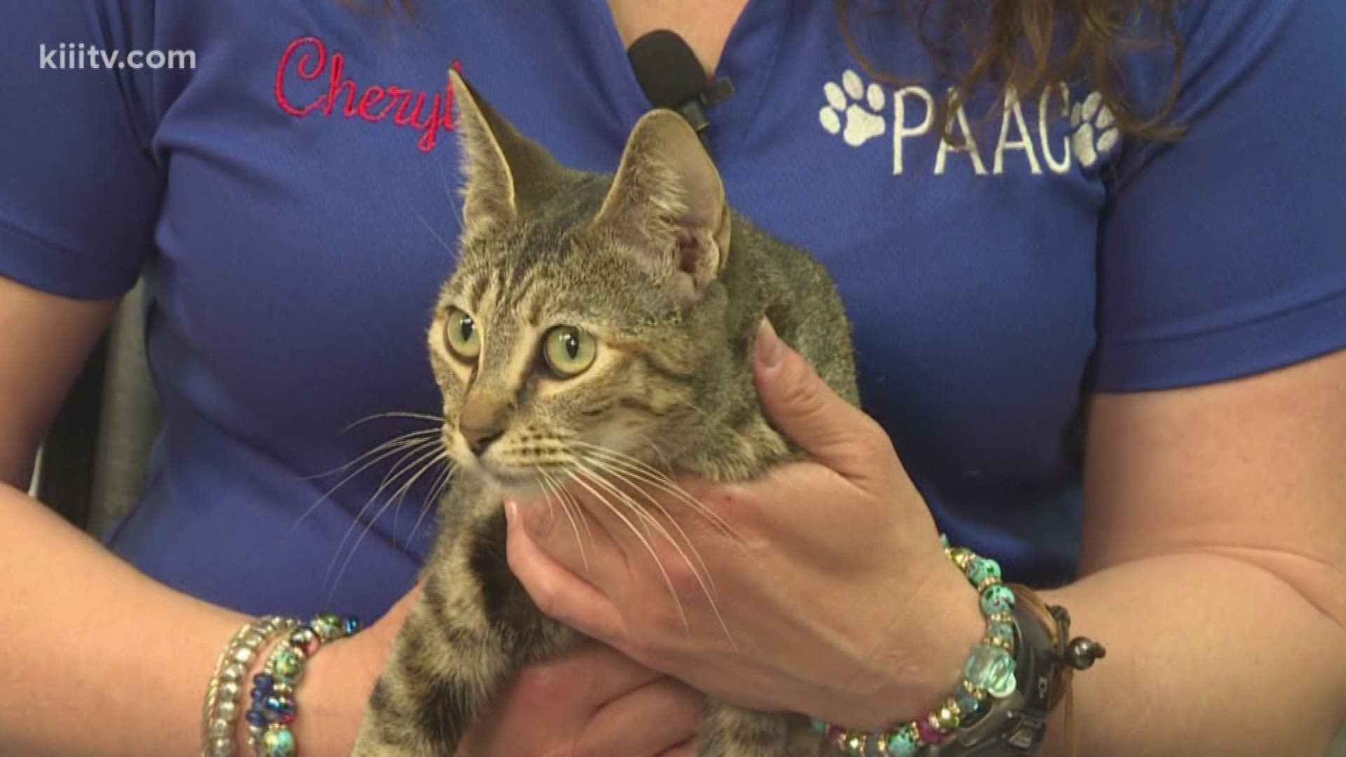 Organizers with PAAC share how you can take this rescued cat, Luanne, home this weekend for just 15-dollars.