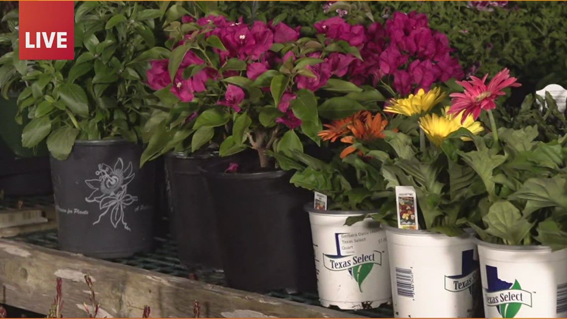 Big Bloom Plant Sale set to blossom Saturday - Vimarsana News