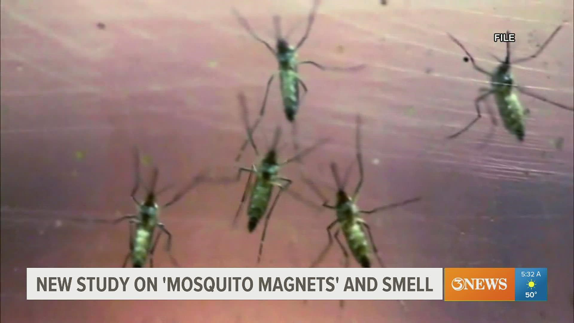 A new study discovered a link between a person's smell and their susceptibility to attracting mosquitos.