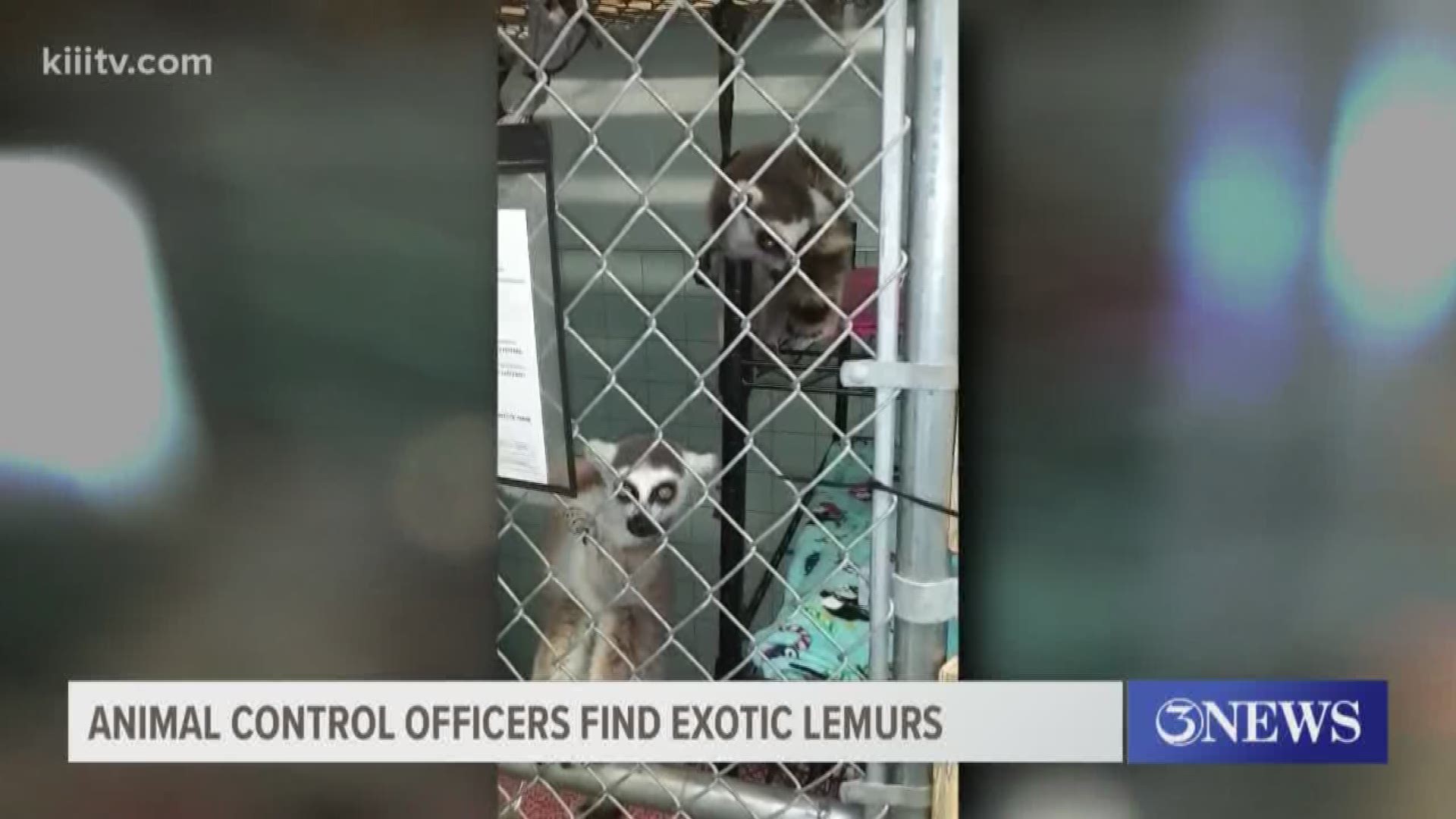 Animal Control hopes to have them placed at either a zoo or exotic animal habitat to live out their days.