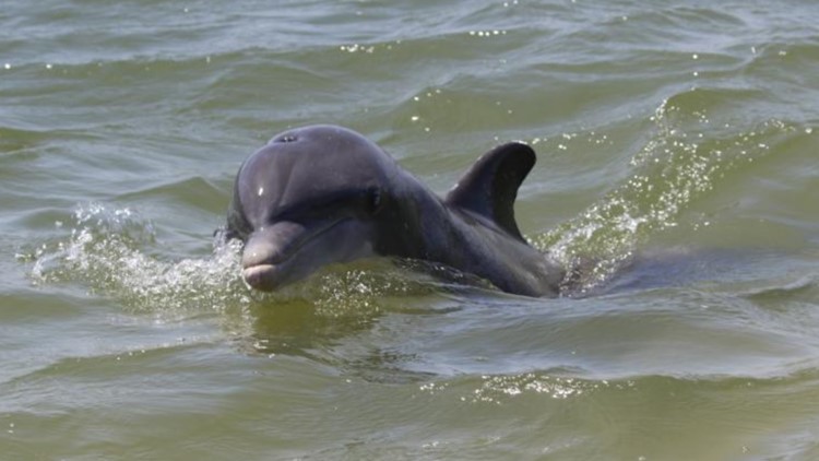 NOAA issues warning about aggressive dolphin ahead of Memorial Day weekend