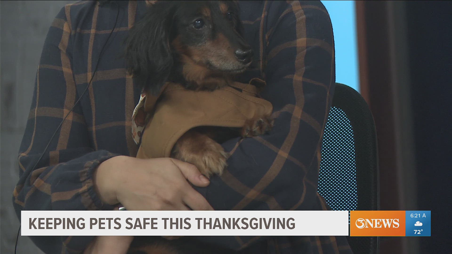 Pet parents! Here's what you need to know about feeding your fur babies during the holidays.