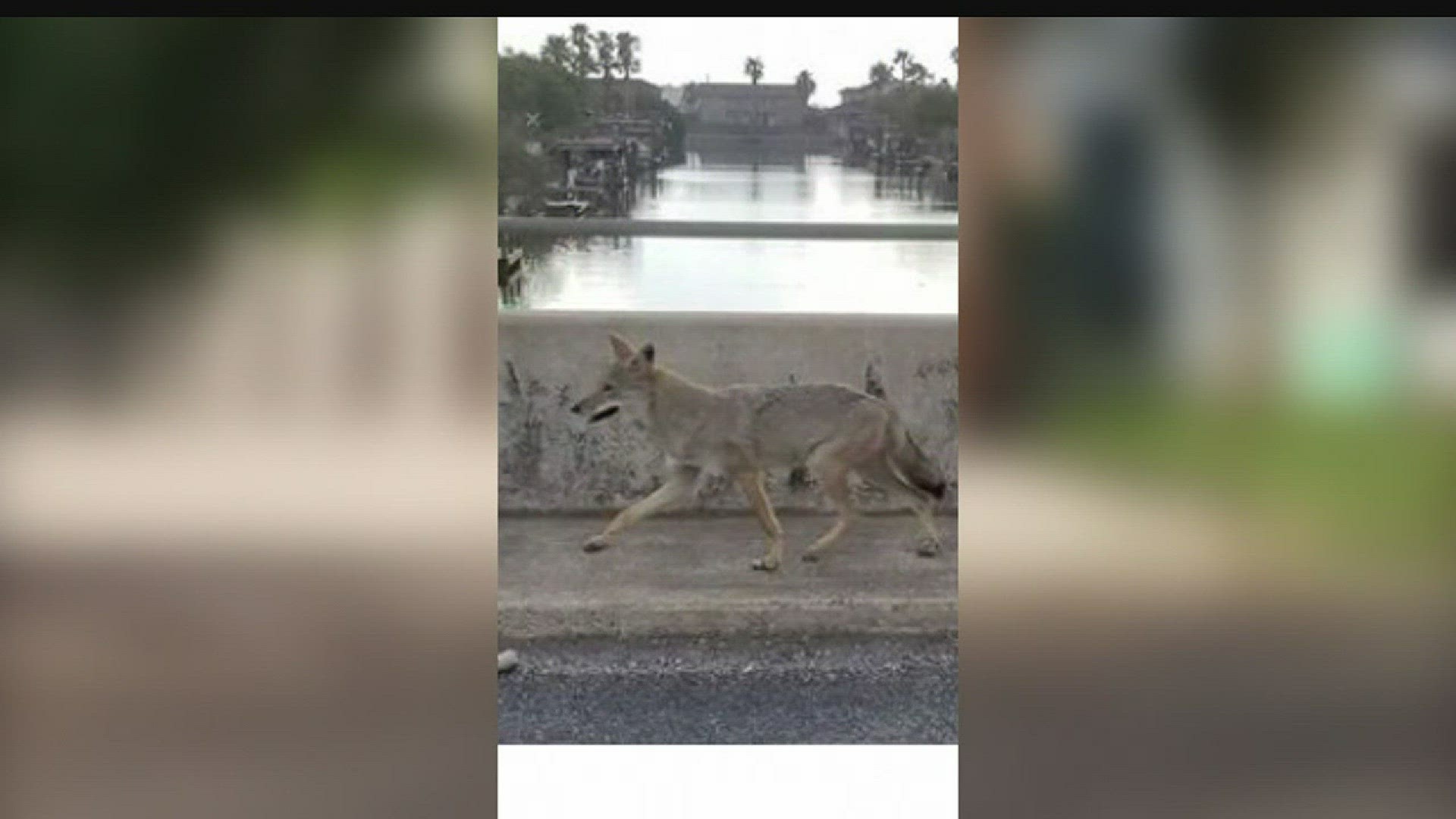 Residents of one Padre Island neighborhood are on high alert after several pets have been attacked and killed coyotes.