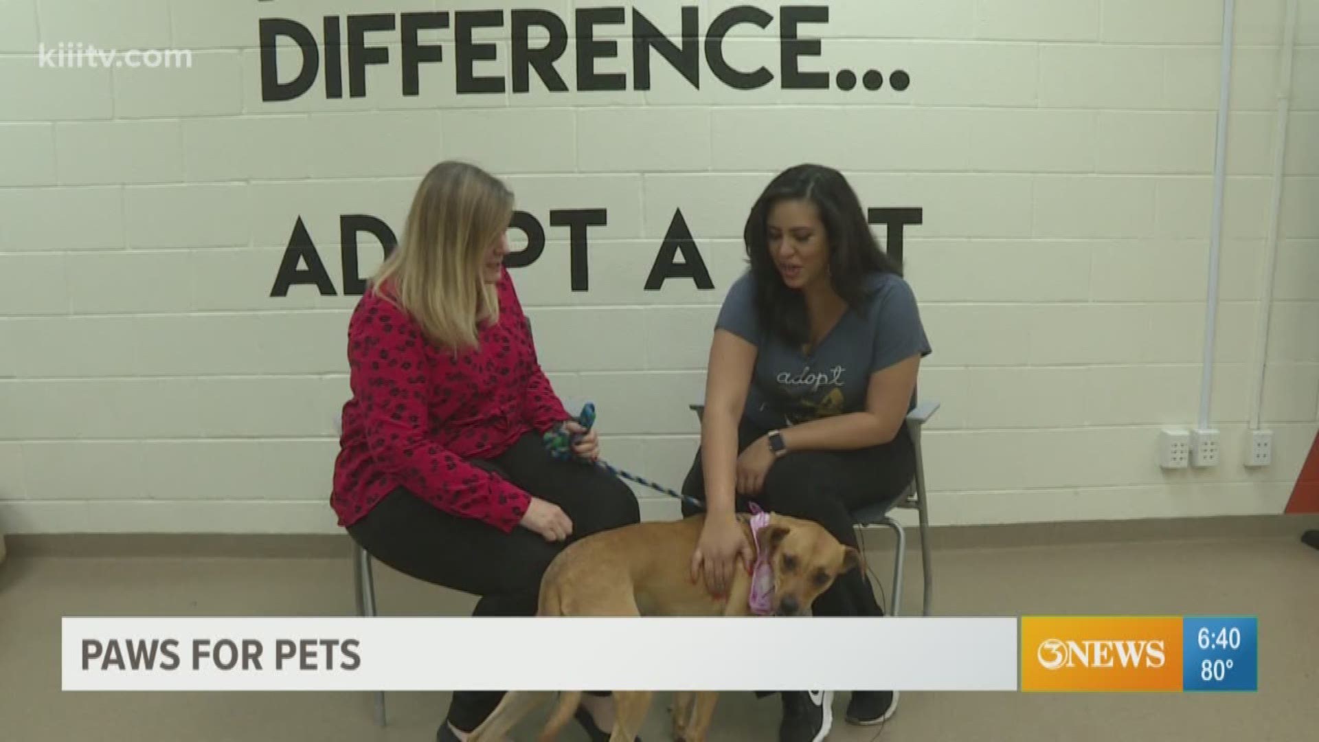 Adopt your next pet from the Gulf Coast Humane Society today.
