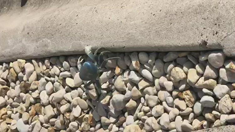 Blue land crabs spotted across Corpus Christi