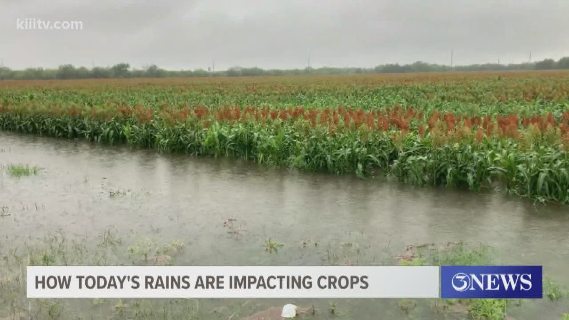 Most of the farming in the Coastal Bend is dry land meaning they depend on mother nature to supply the water.