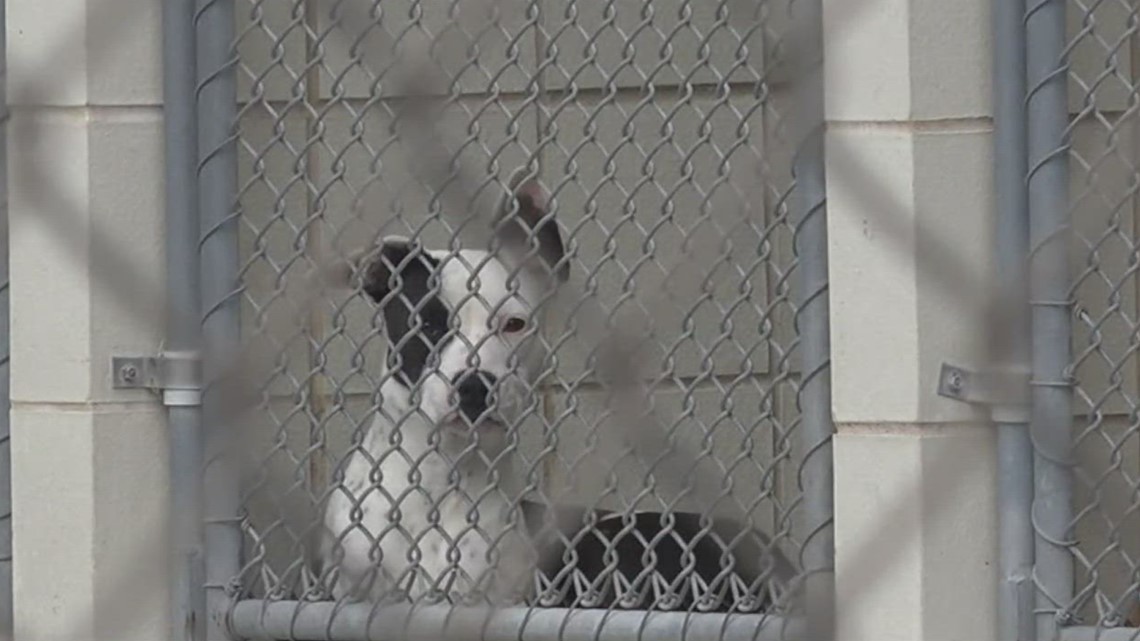 ACS asking people to short-term foster pets ahead of cold - Vimarsana News