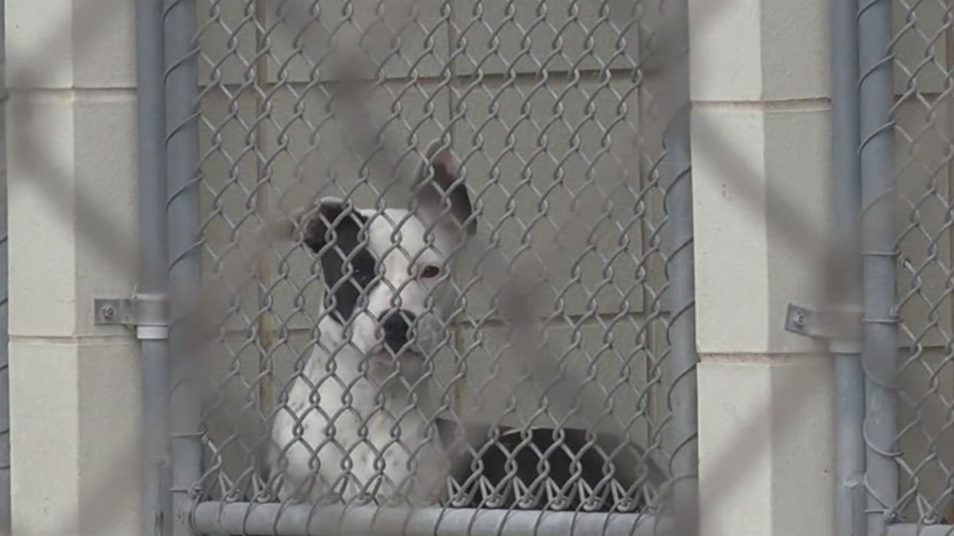 ACS is asking people to consider short-term fostering shelter pets to make more space for an influx of stray animals expected to be rescued when temperatures drop.