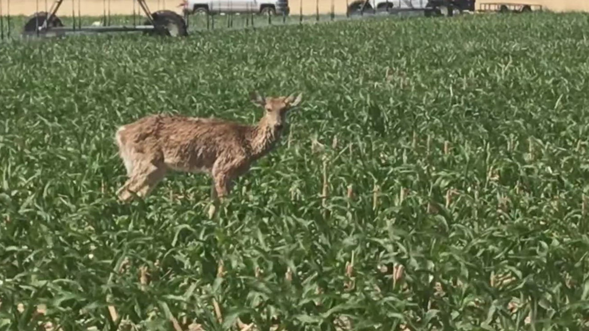 The state plans on holding meetings with the landowner in Brooks County to discuss the case and explain what the plan will be to keep the disease from spreading.