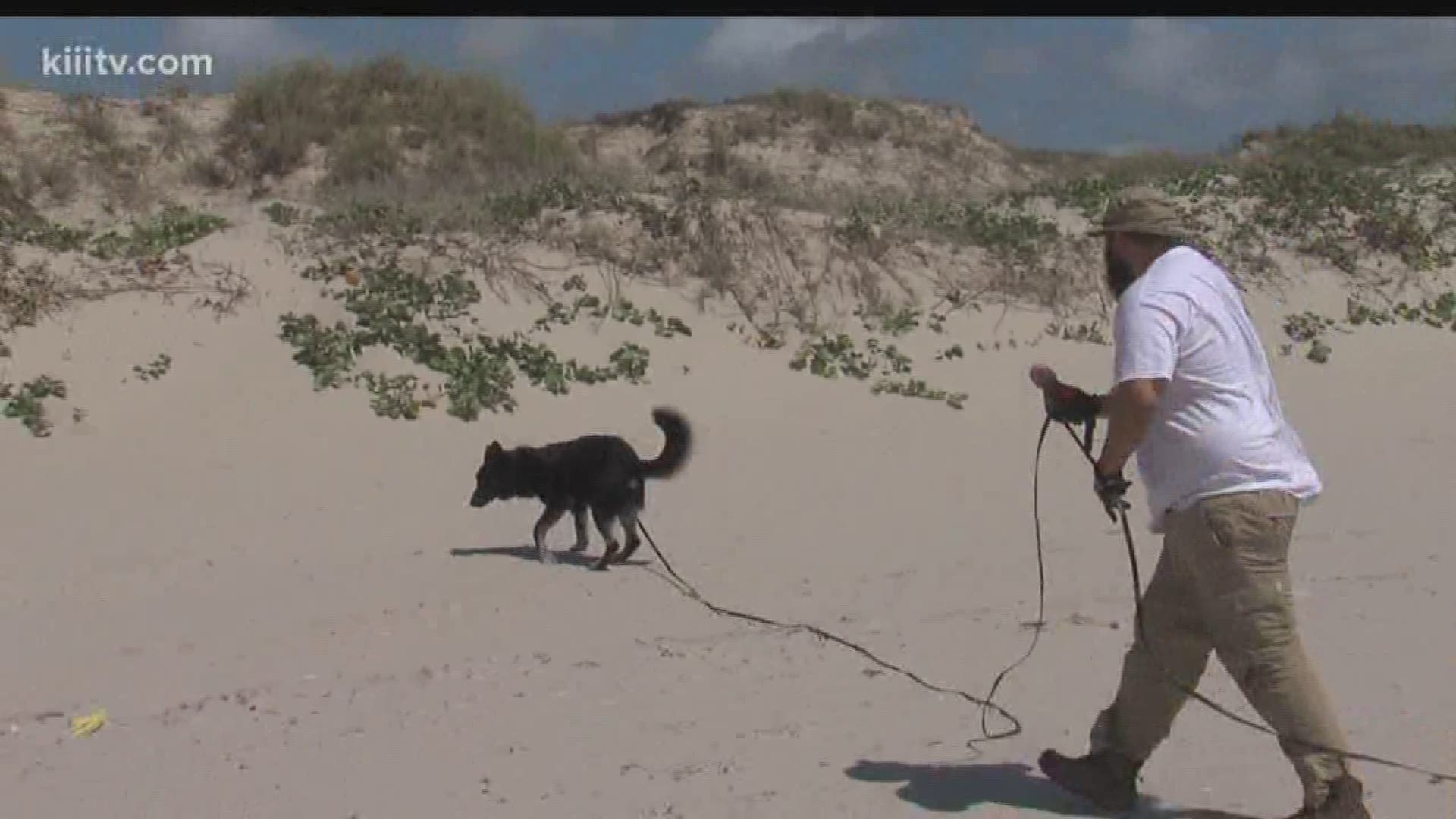 On Wednesday experts found nearly 30 of those nests, and they had some specially trained dogs there to help them.