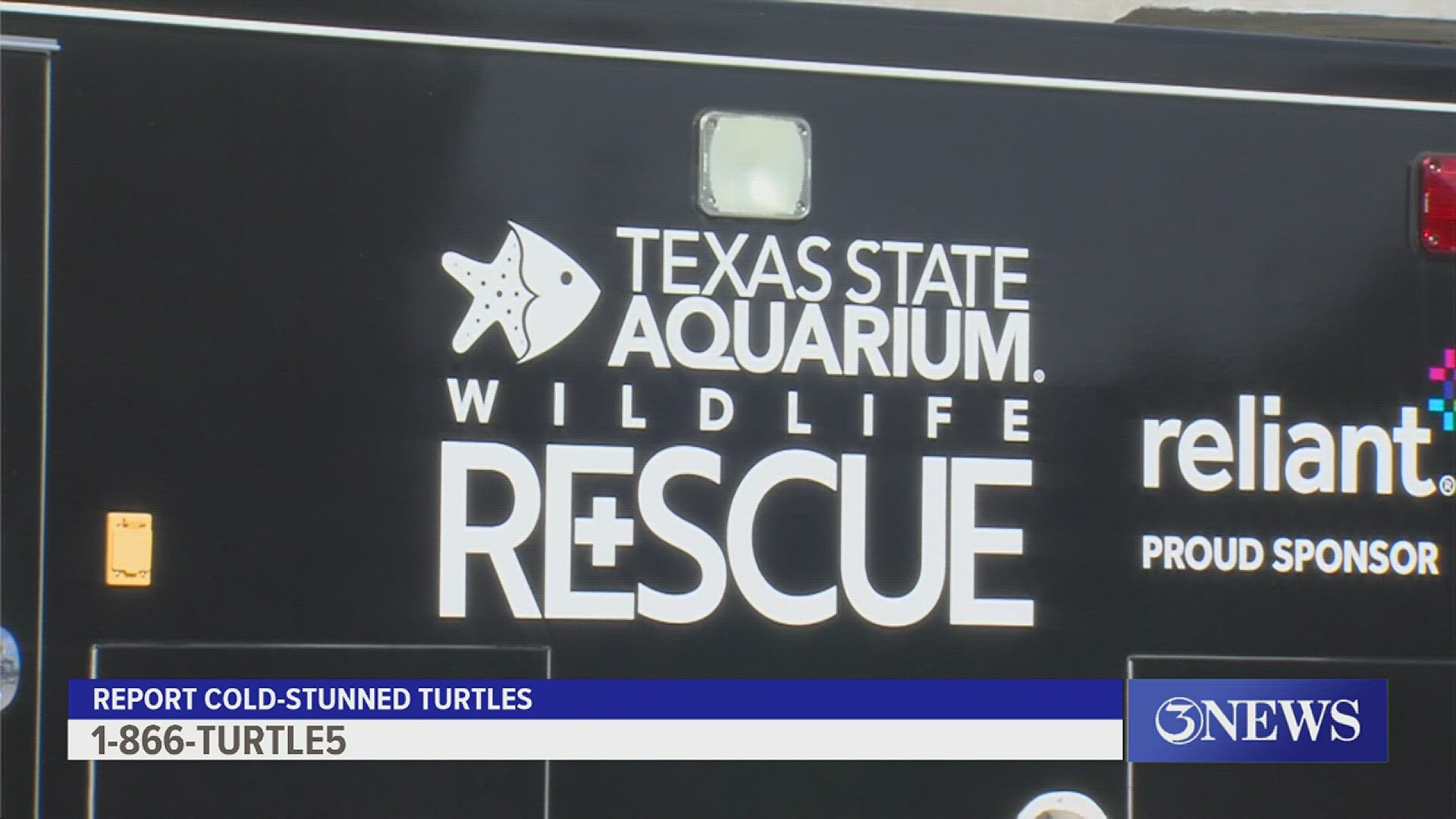 The Texas State Aquarium and Padre Island National Seashore to come to the rescue of any cold-stunned turtles when the temperatures drop.