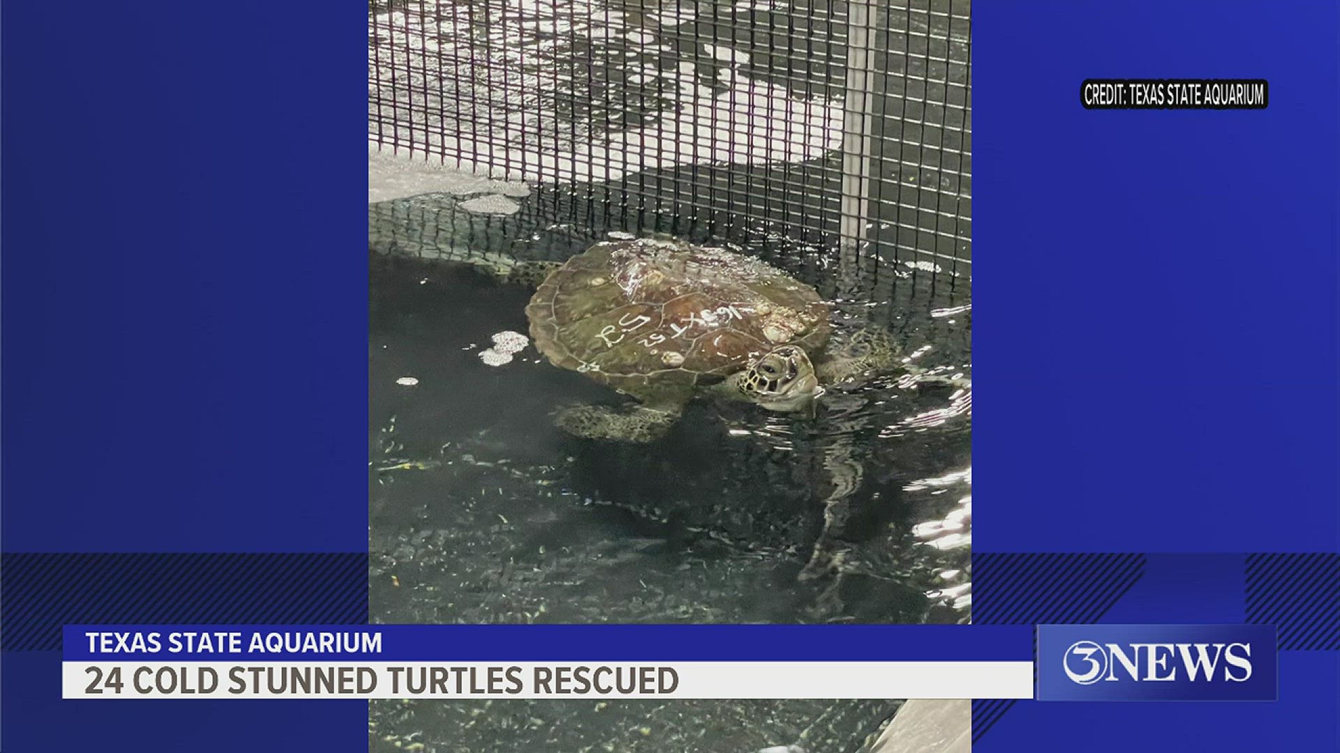Officials said the green sea turtles were found in the upper Laguna Madre.