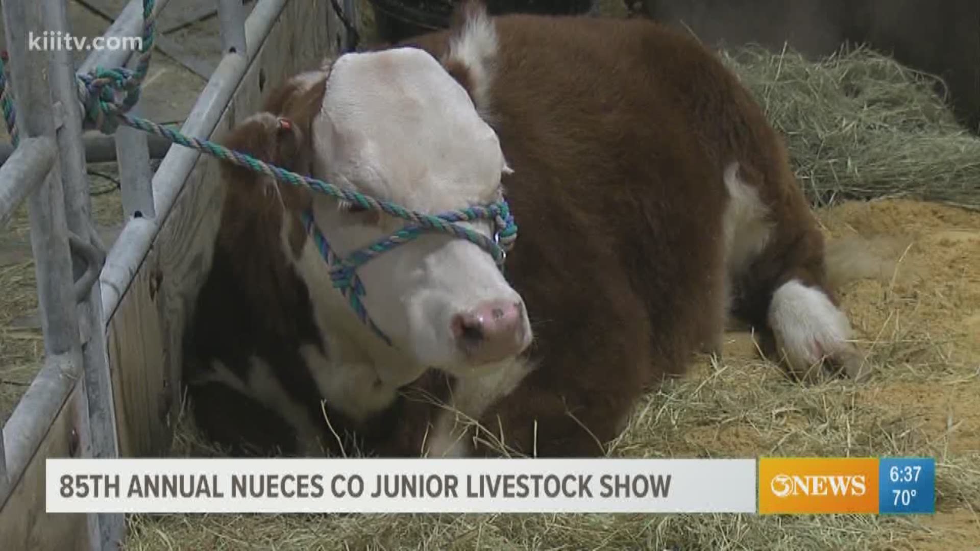 The Livestock Show is a big part of the community, and the Grand Champion Steer can sometimes sell for up to $20,000 when it is all said and done.
