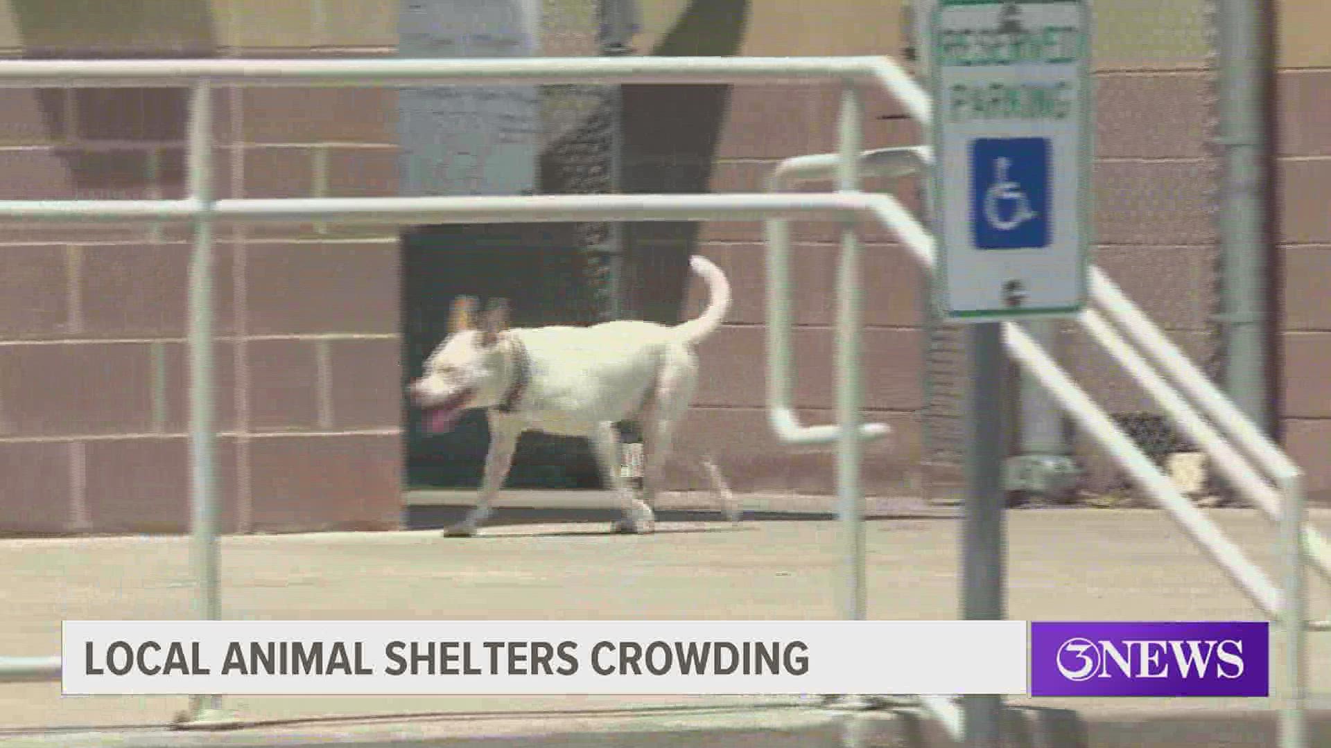 City Mayor Paulette Guajardo said this has been an important issue for her since she created the "Mayor's Animal Care Advisory Committee" when she took office.