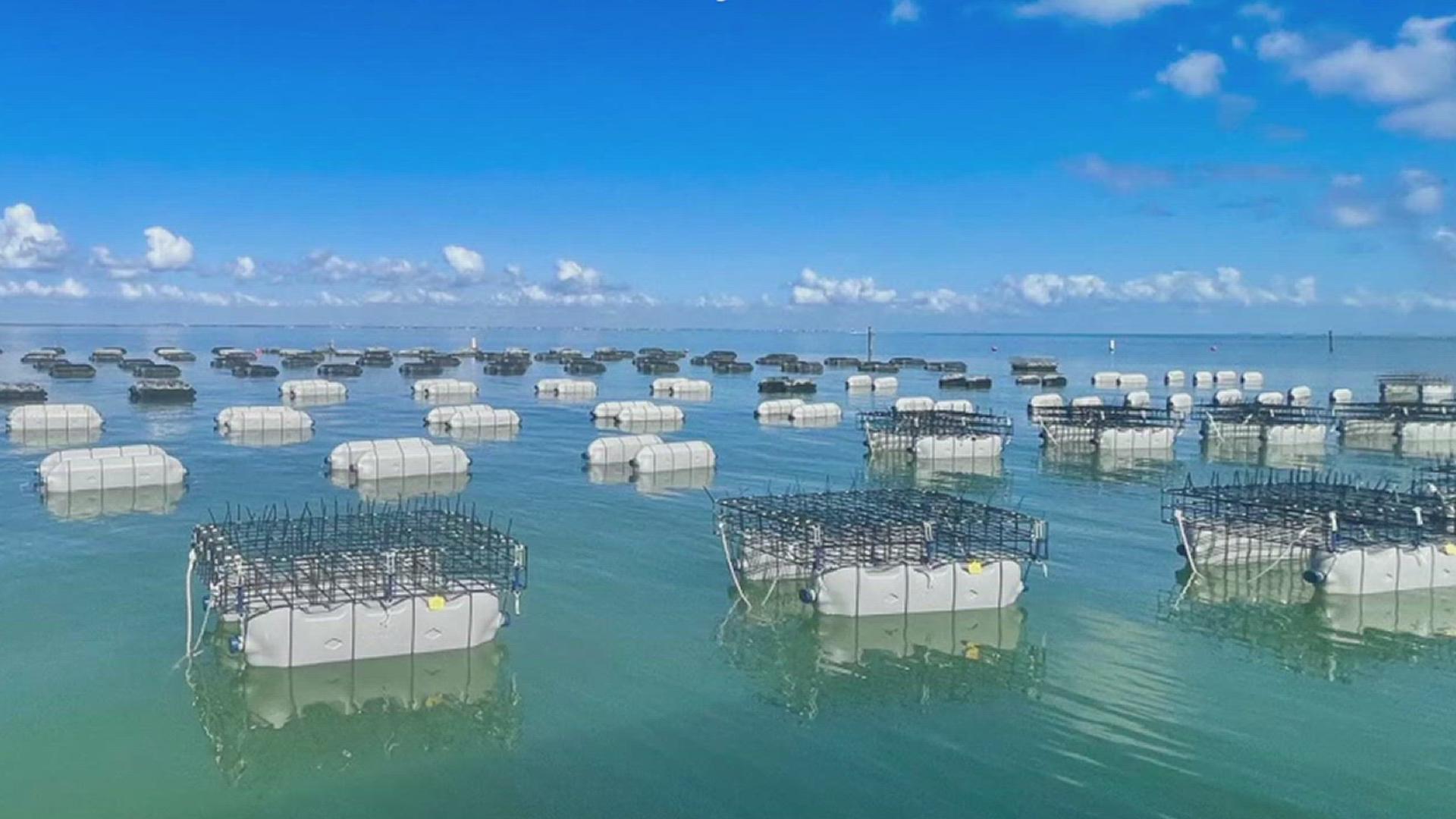 Although Texas is the second-largest commercial oyster harvester in the country, the oyster ecosystem is declining. The Streibers step up with their solution.