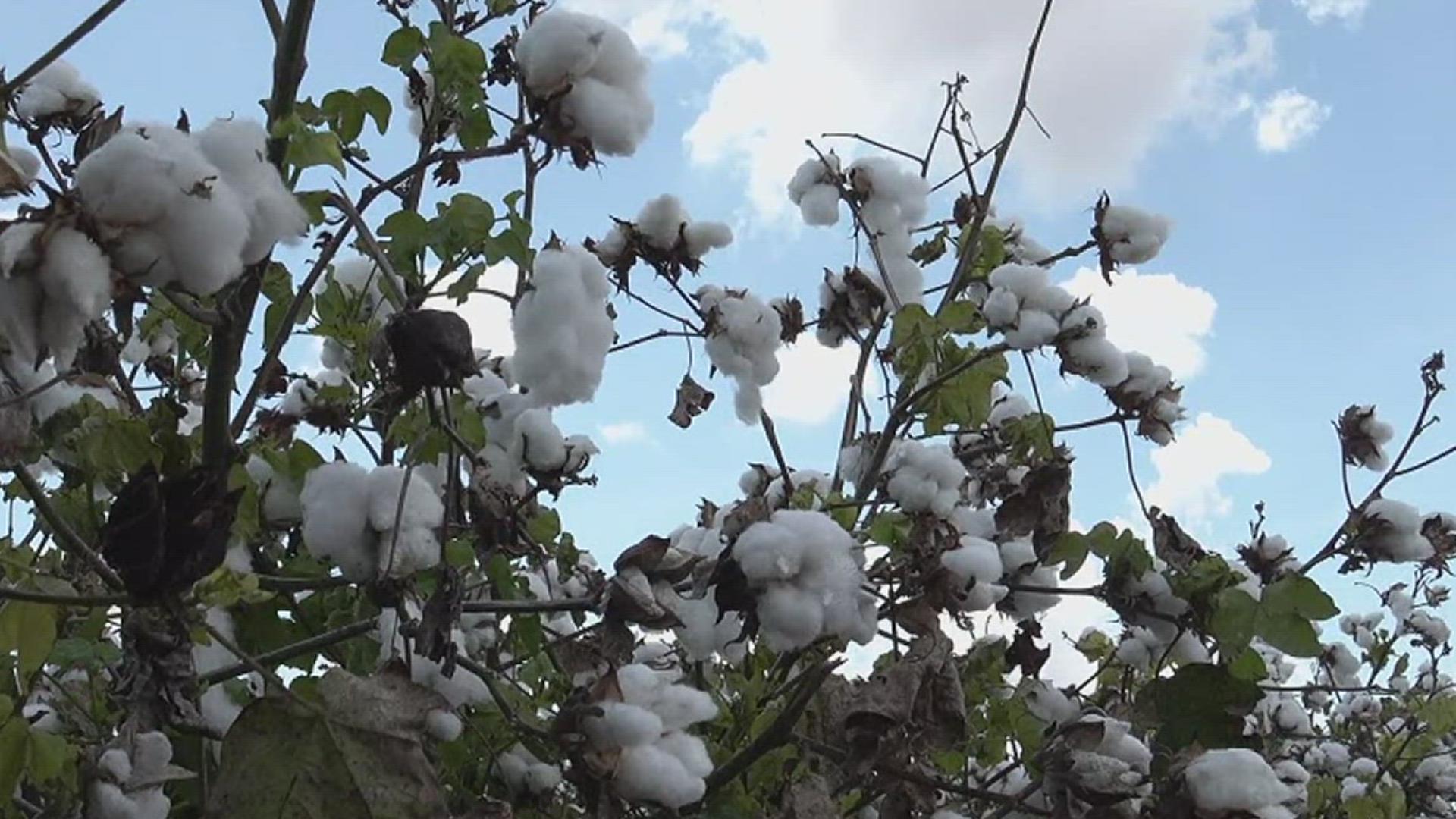 Several local farmers are telling us that although they are producing a lot of cotton, this doesn't mean they're going to be make a big profit in return.