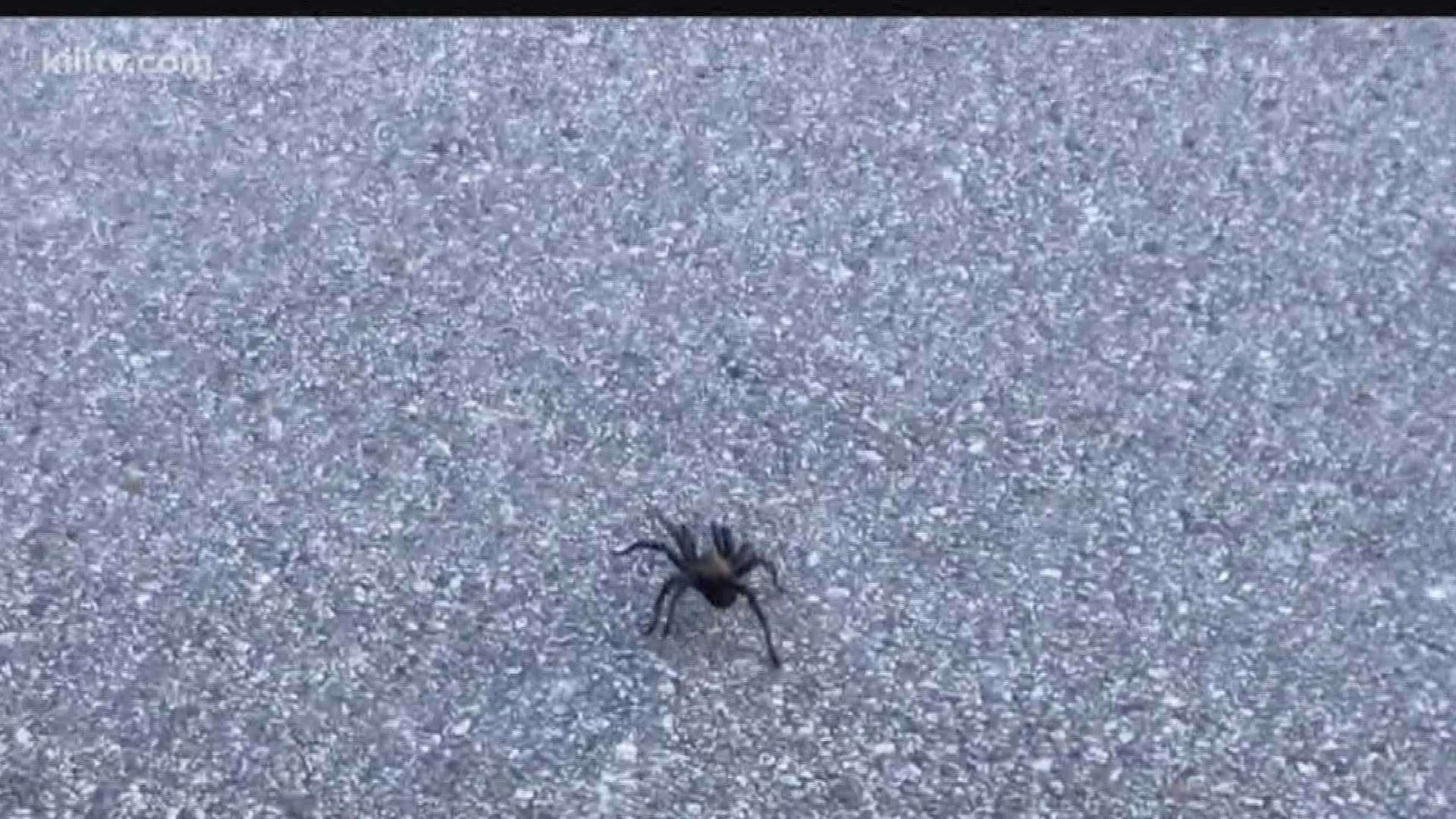 Tarantula sightings in the Coastal Bend as weather gets hot, humid
