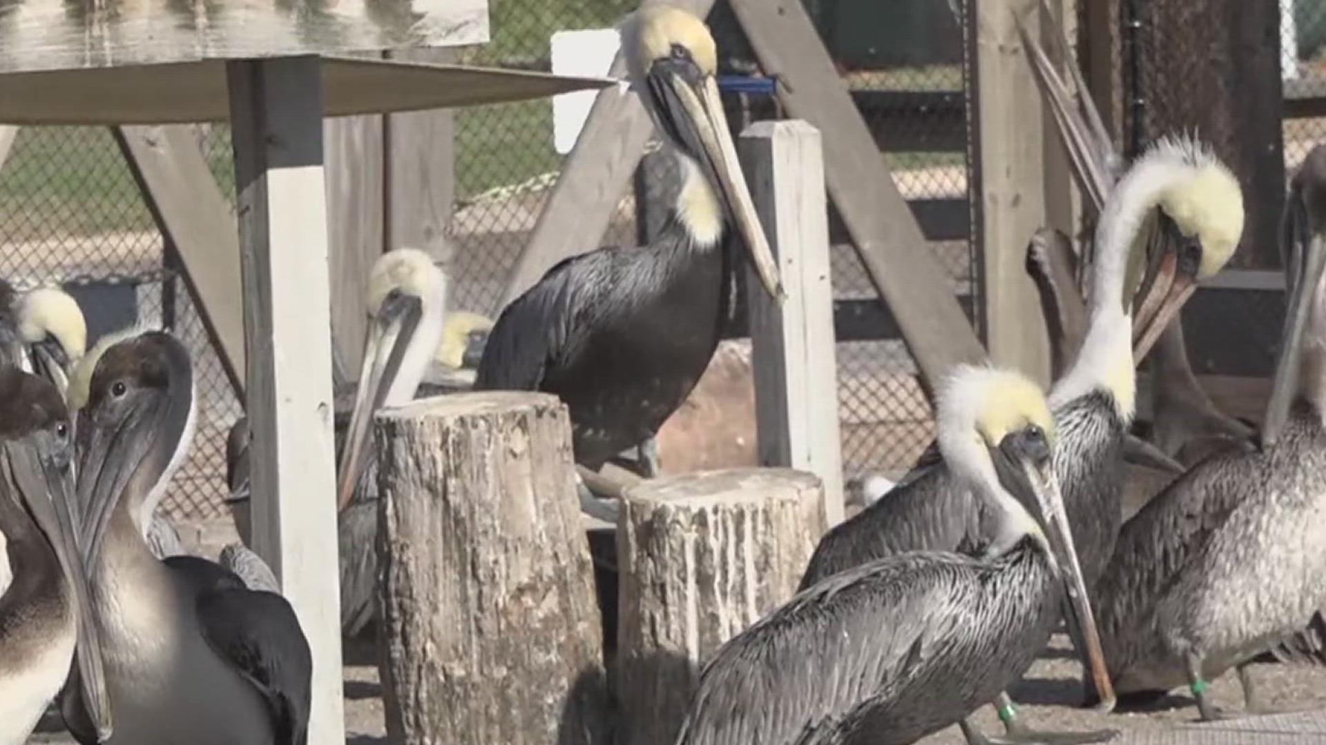 Injured bird count rises to 350 after devastating hailstorm ...
