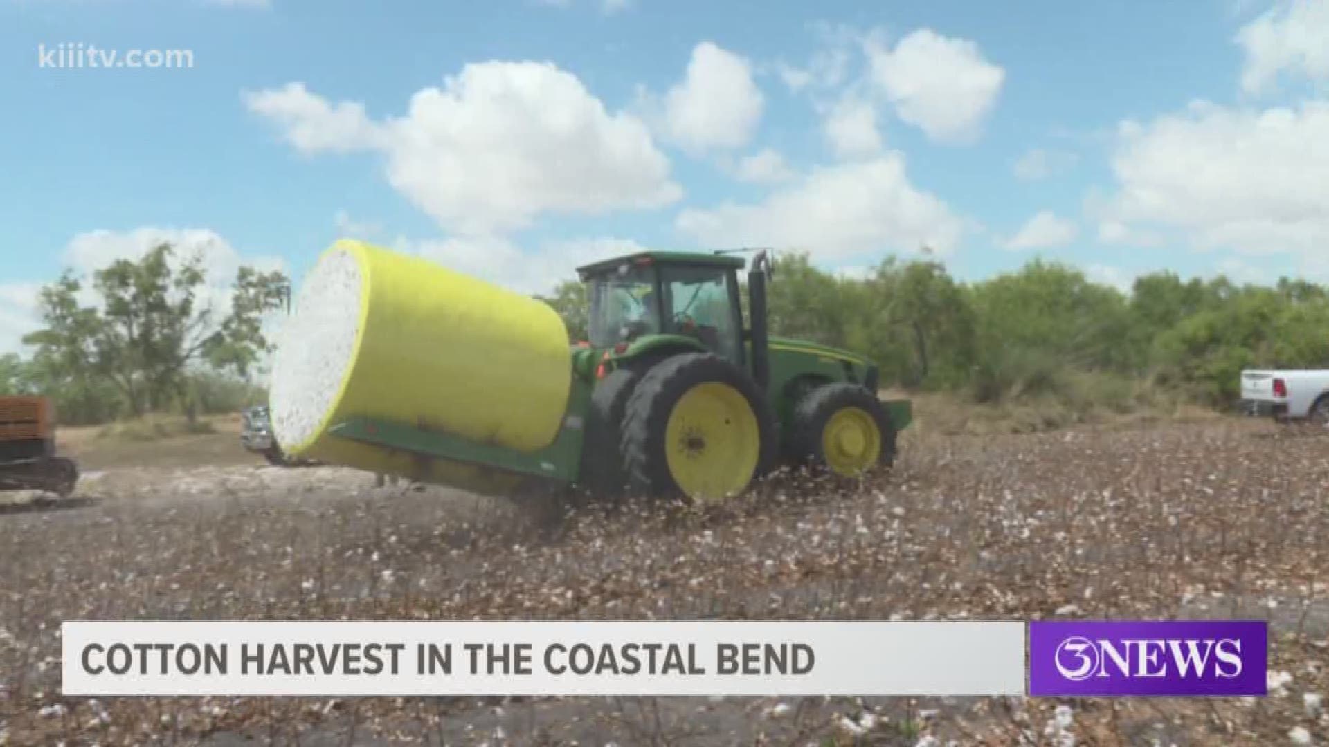 Farmers around the Coastal Bend are saying cotton yields look promising this year, but that might not be enough.