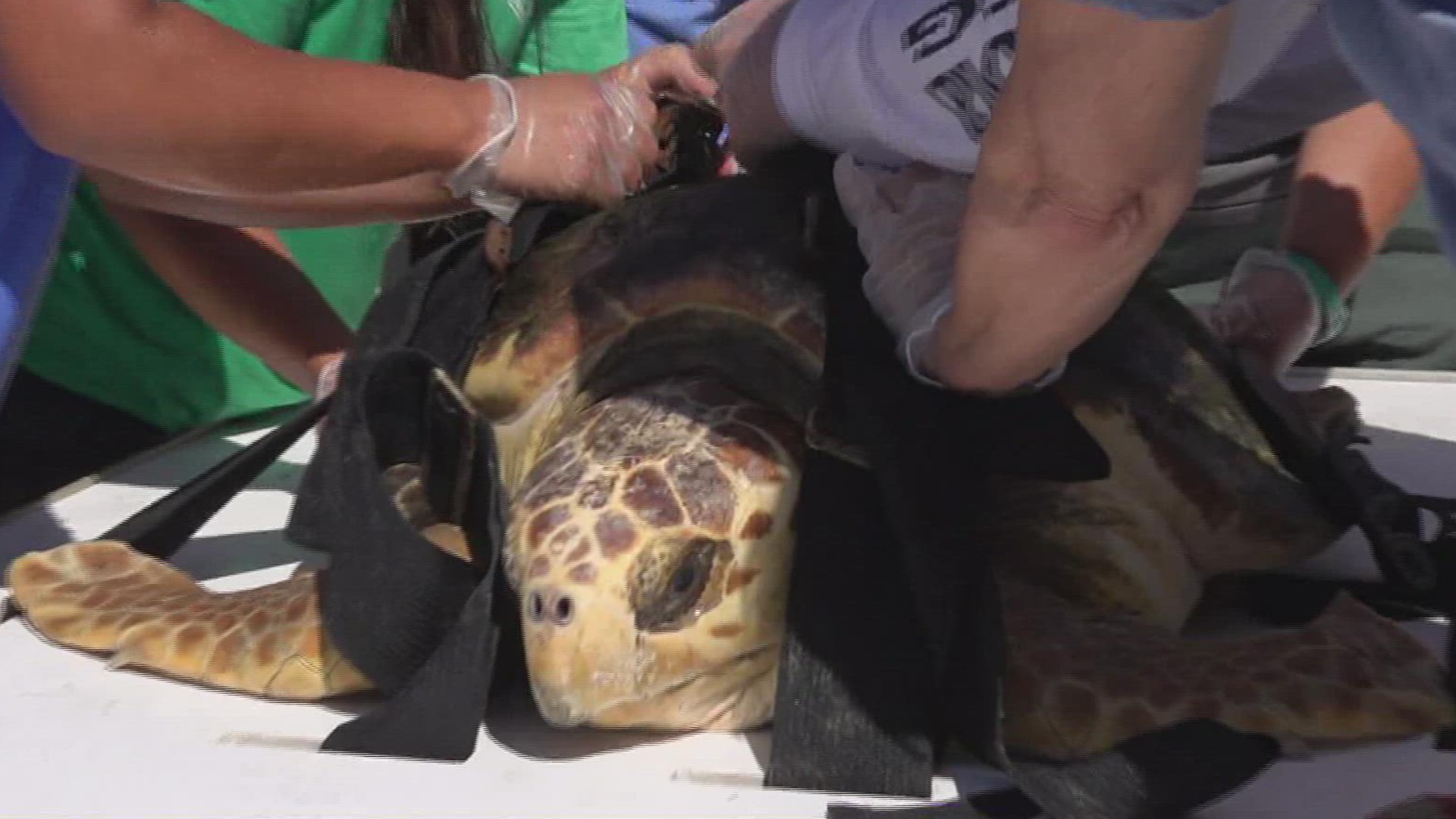 Four loggerheads and eight green sea turtles have been released in a public event! The turtles were rehabilitated by the Sea Life Center after being injured at sea.