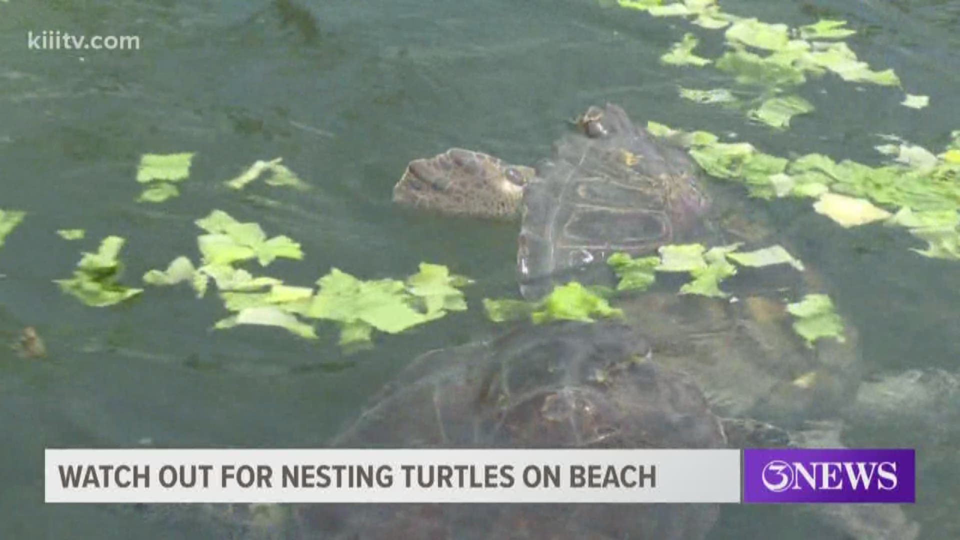 As crowds head to the beach for summer break, so does some marine life, including sea turtles.