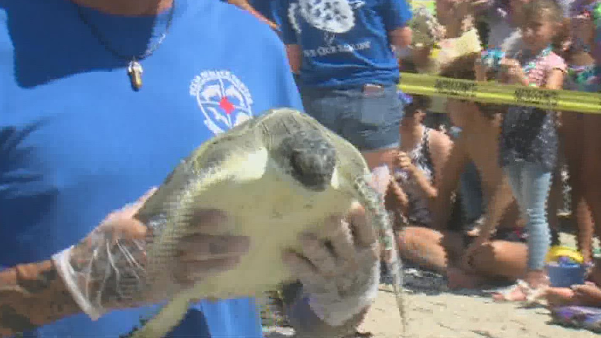 Texas Sealife Center releases loggerheads and green sea turtles on North Padre Island