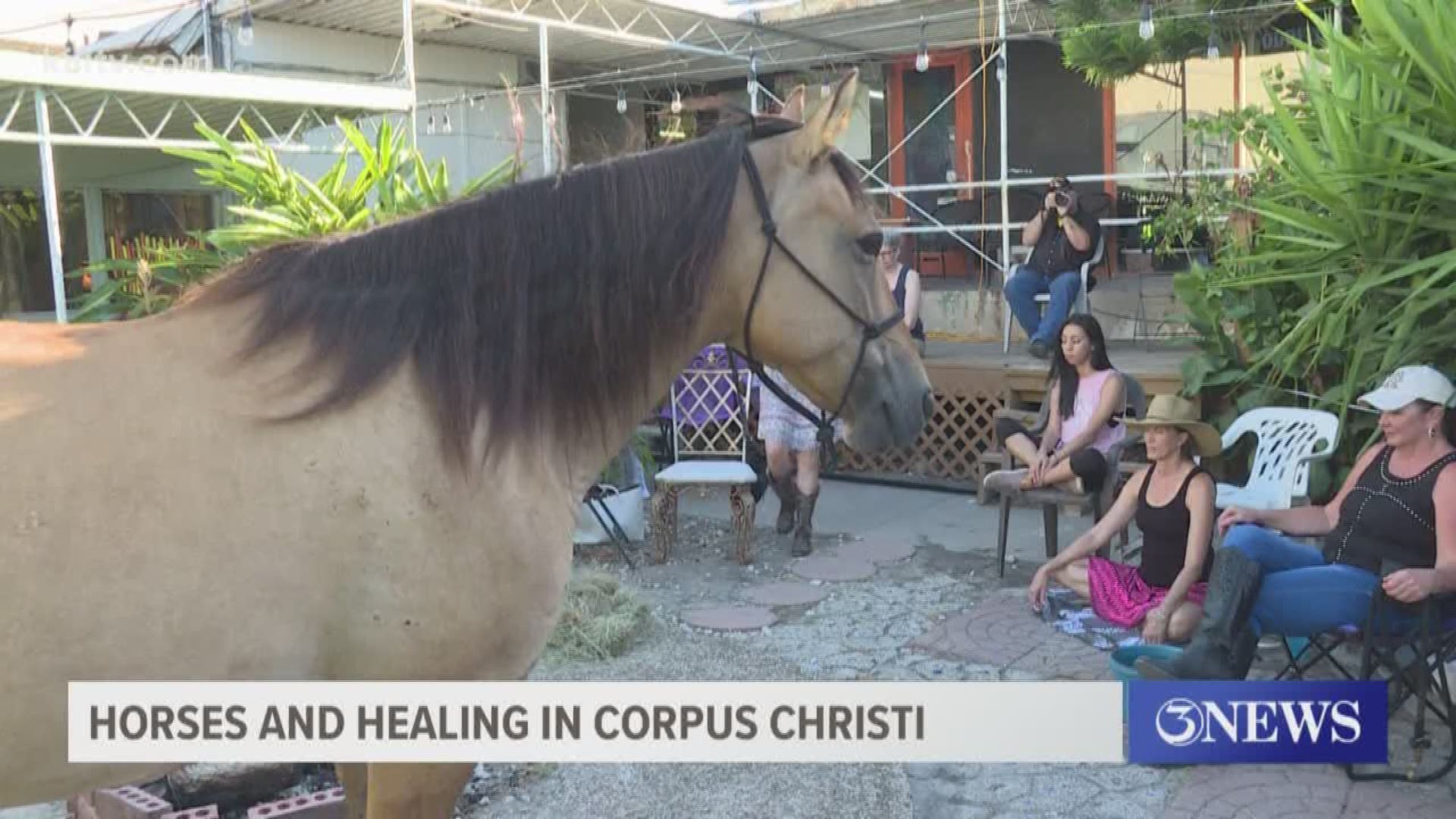 A meditation with horses was held in Corpus Christi