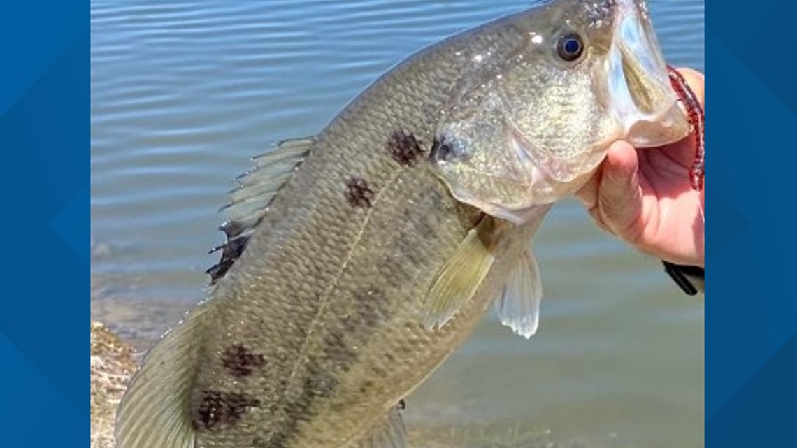 Texas Parks and Wildlife wants reports of Blotchy Bass Syndrome