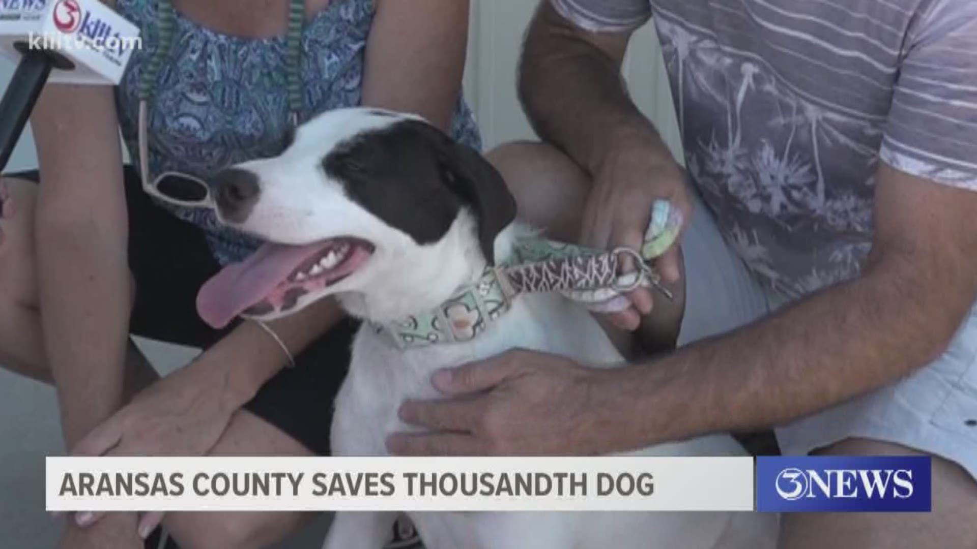 The Aransas County Animal Shelter in Rockport saved their one-thousandth dog from being euthanized.