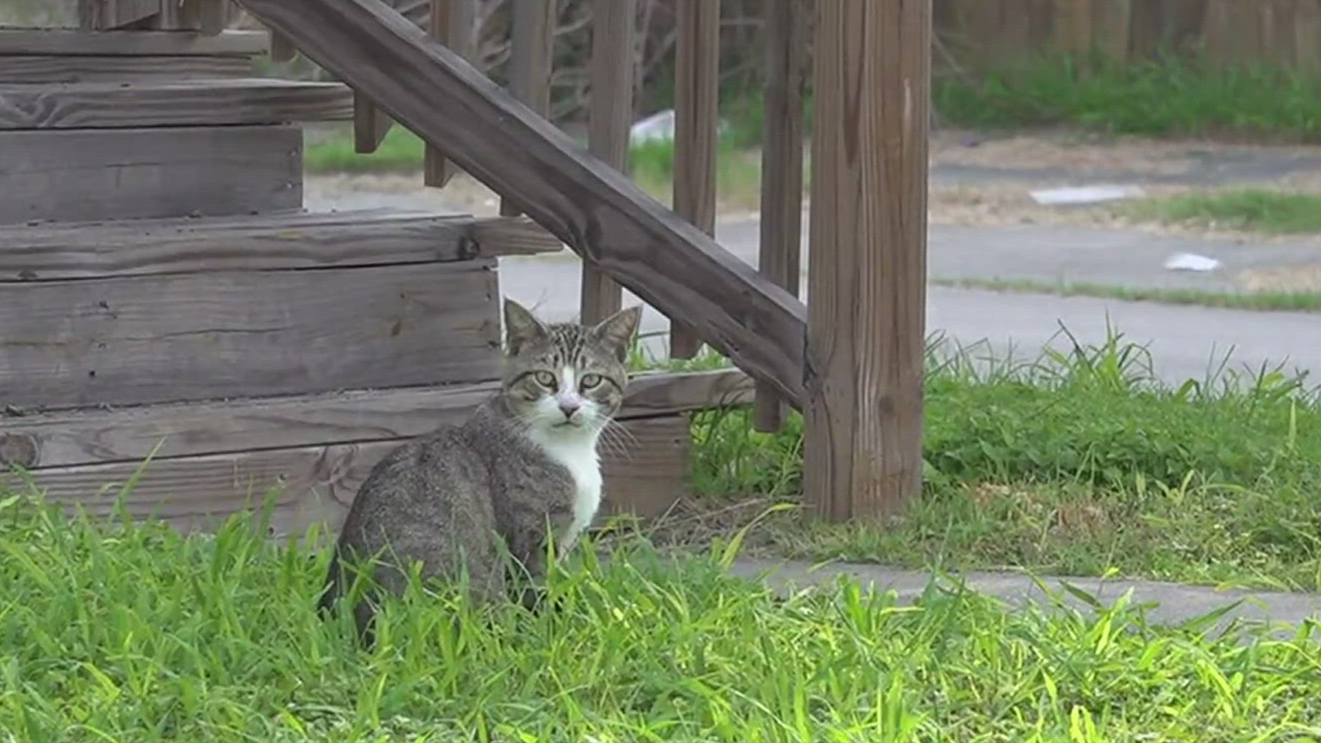 Corpus Christi Animal Care Services Director Joel Skidmoore said his department received calls from neighbors in the area about the dogs.