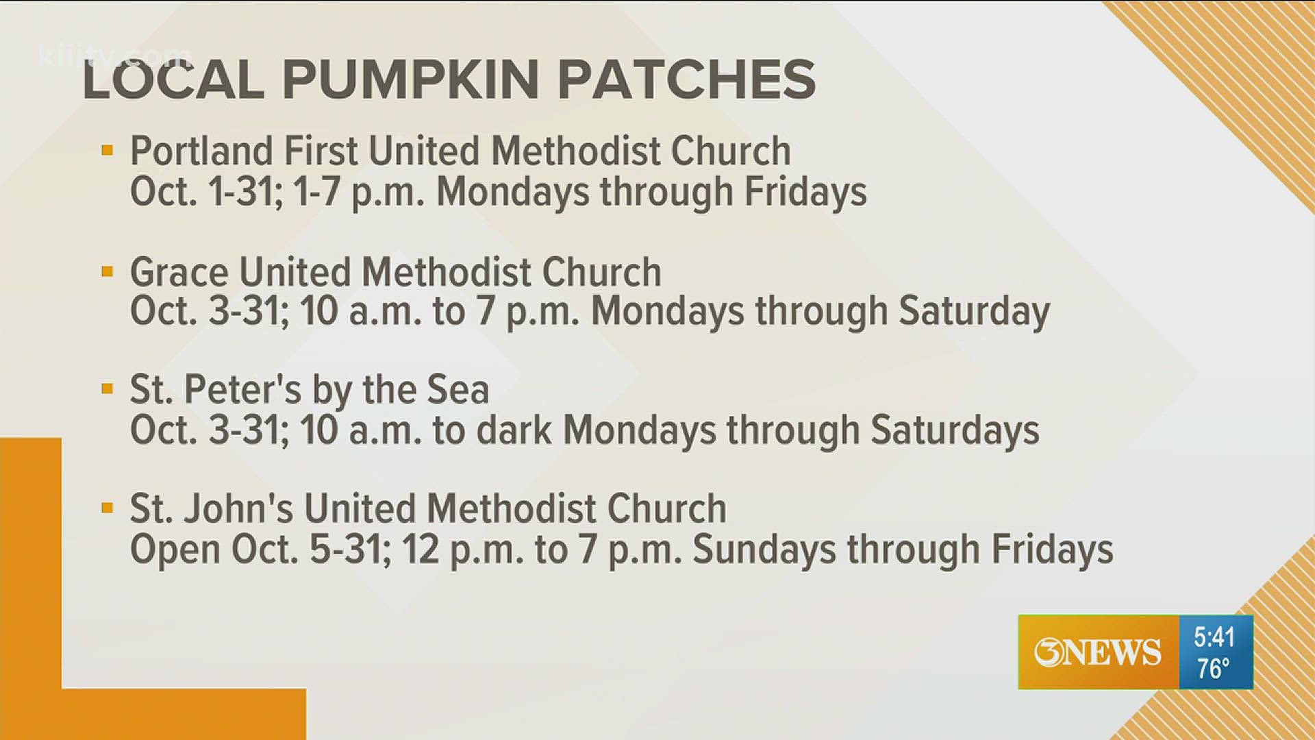 If you're looking for the perfect pumpkin to celebrate Halloween this year, you can find it at a local pumpkin patch.