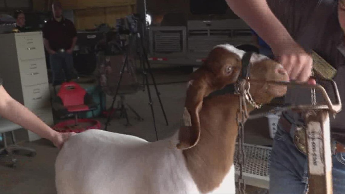 Life lessons learned in preparation for Nueces Co. livestock show - Vimarsana News