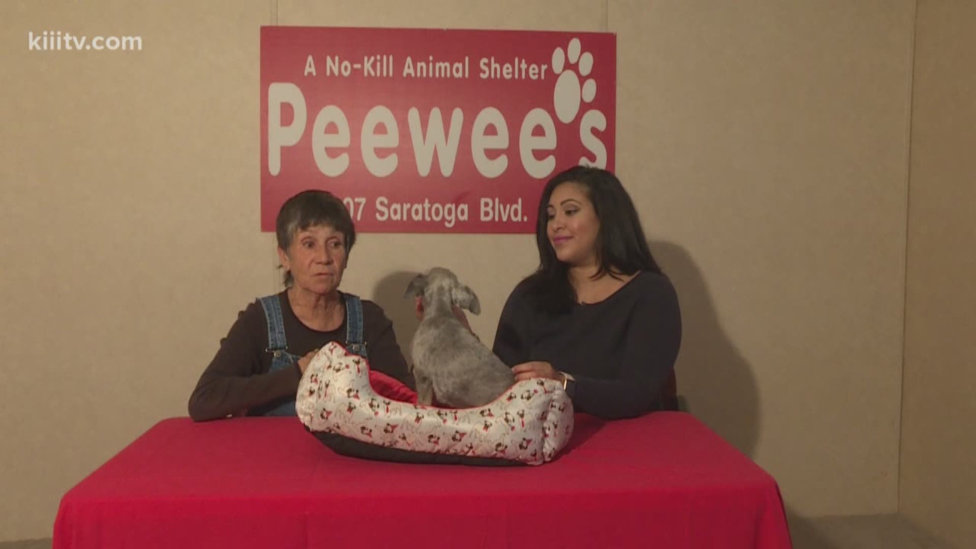 Each day Kristin Diaz shows a different dog or cat in need of adoption from a local Corpus Christi animal shelter.