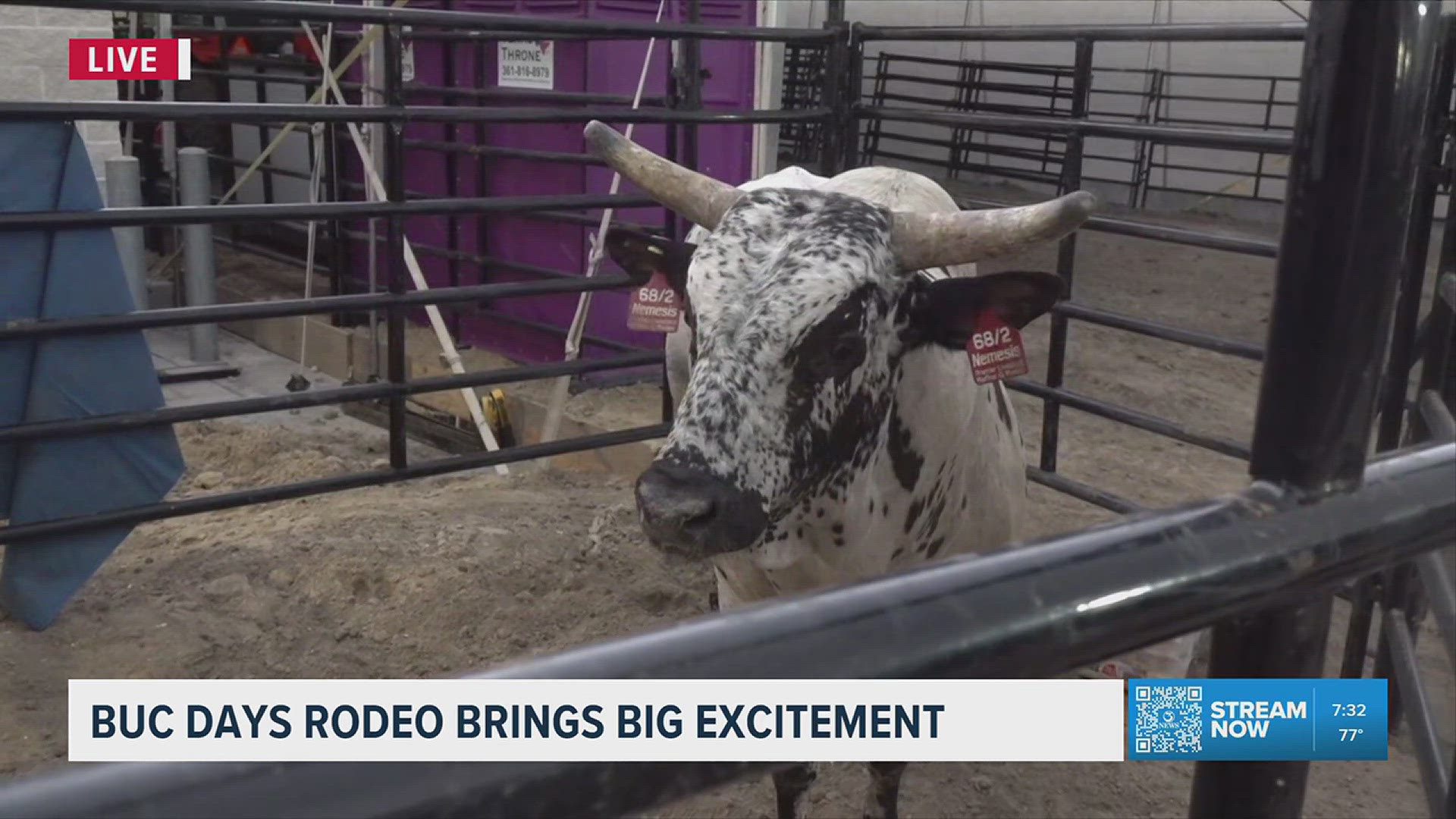 Buc Days Rodeo brings big excitement | kiiitv.com