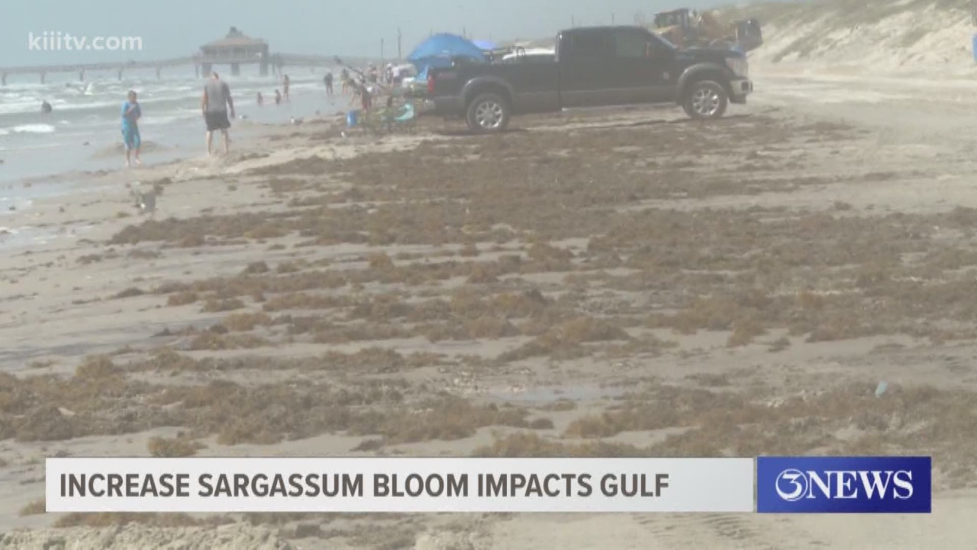 The Coastal Bend could be experiencing the most abundant bloom of microalgae on earth after researchers studied the Sargassum Belt in the Gulf of Mexico.