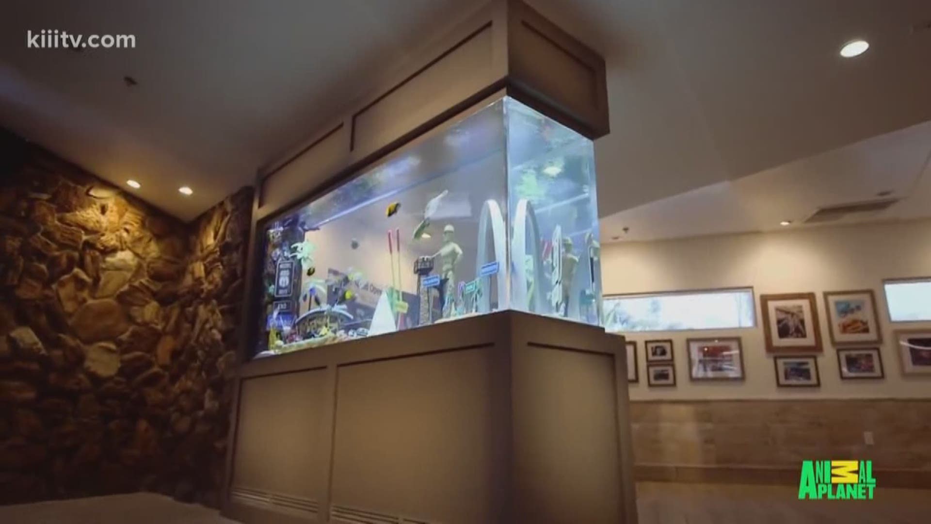 The stars of Tanked are expected to come in for the grand opening.