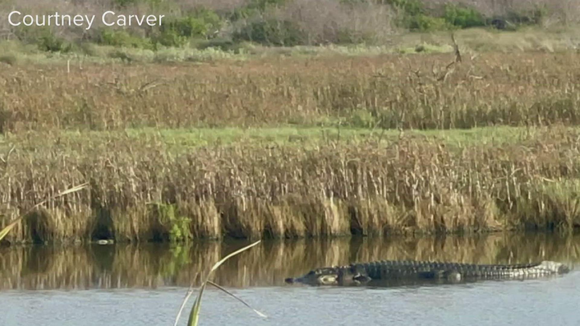 Reptile expert Gary Saurage is concerned that Boots will be a danger to himself or others if he is unable to be relocated to a safe habitat soon.