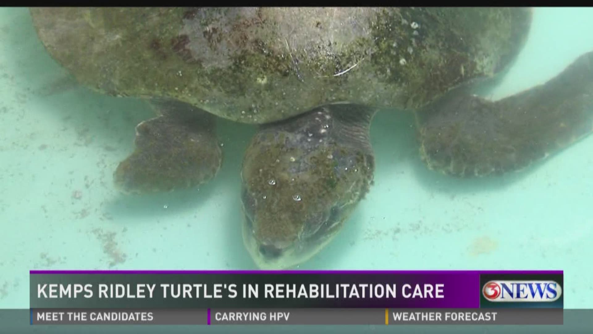 ARK rehabilitating two underweight Kemp's Ridley sea turtles | kiiitv.com