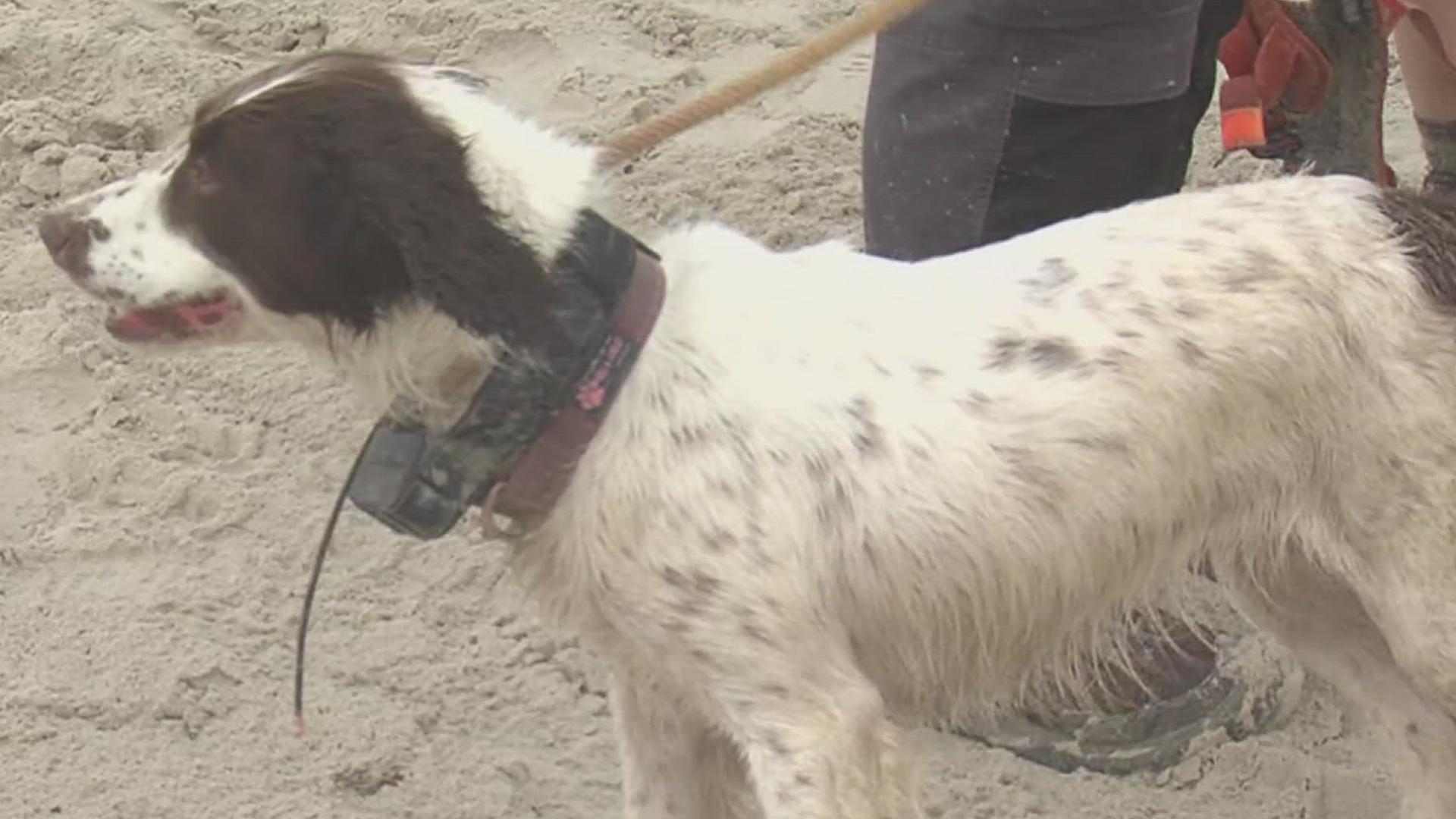 Poppy is an English Springer Spaniel trained to detect tar clumps buried under sand and seaweed at our beaches.