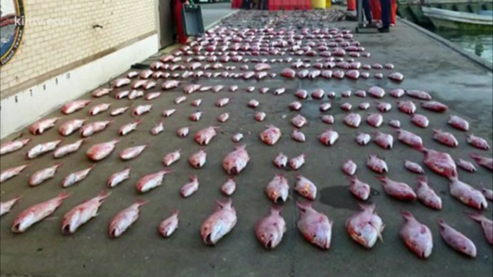 Thousands of pounds of red snapper, shark seized from