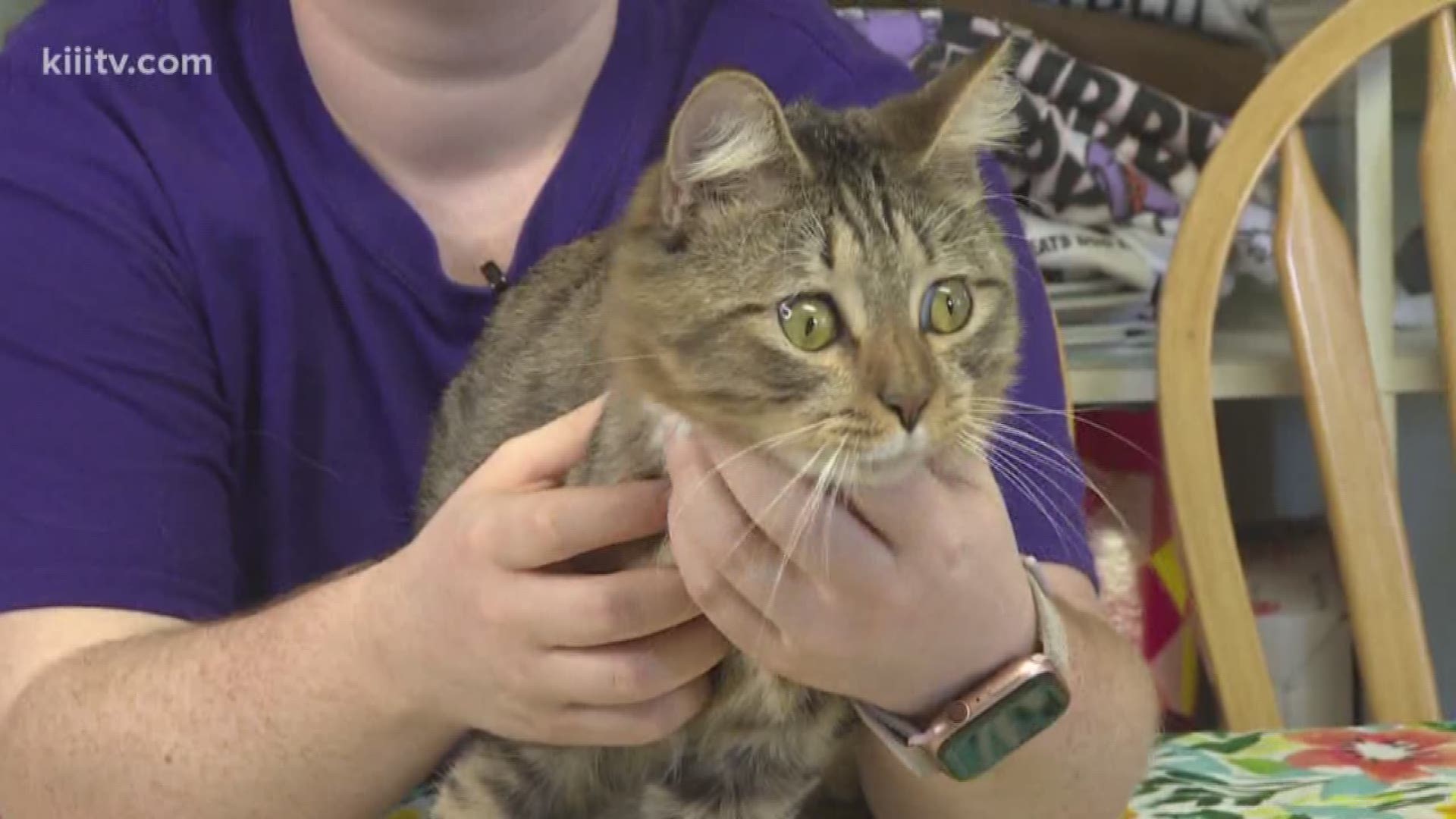 Adopt from The Cattery Cat Shelter on today's Paws for Pets with Kristin Diaz.
