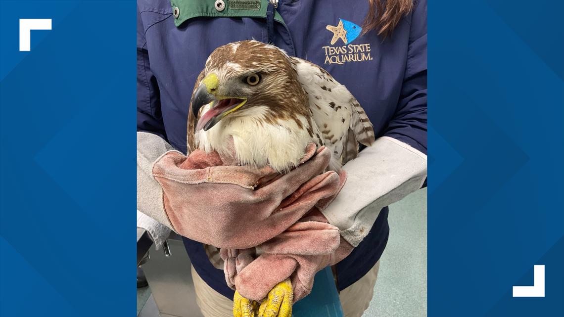 Hurt hawk healing at the Texas State Aquarium | kiiitv.com