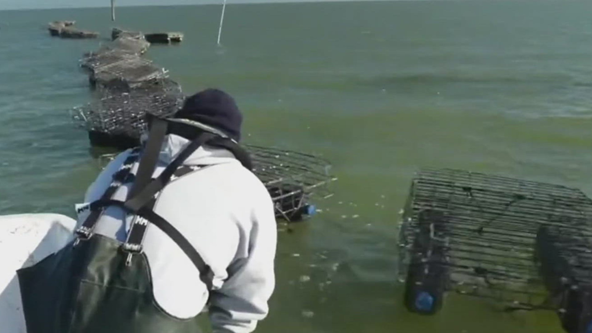 Research shows Texas has lost 90 percent of it's oyster beds to "over farming", pollution and other factors.