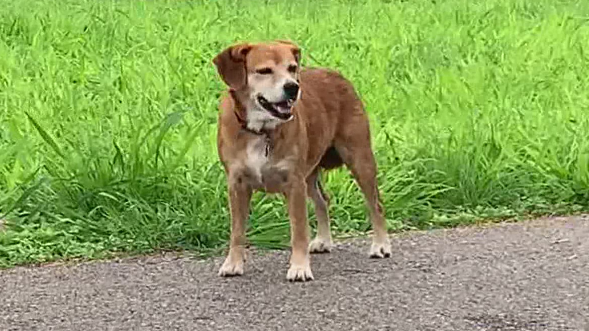 The loud, non-stop fireworks can sometimes scare pets out of their homes.