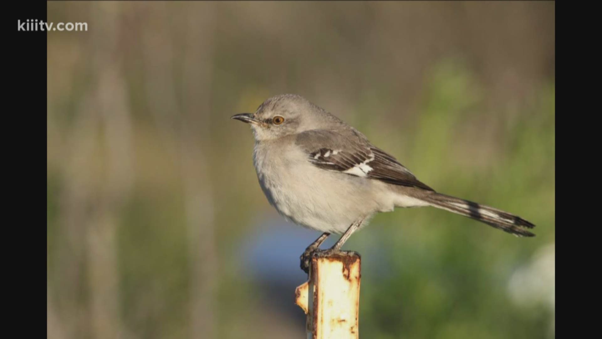 Want to learn about the birds in your own back yard?  We've got just the activity for you.