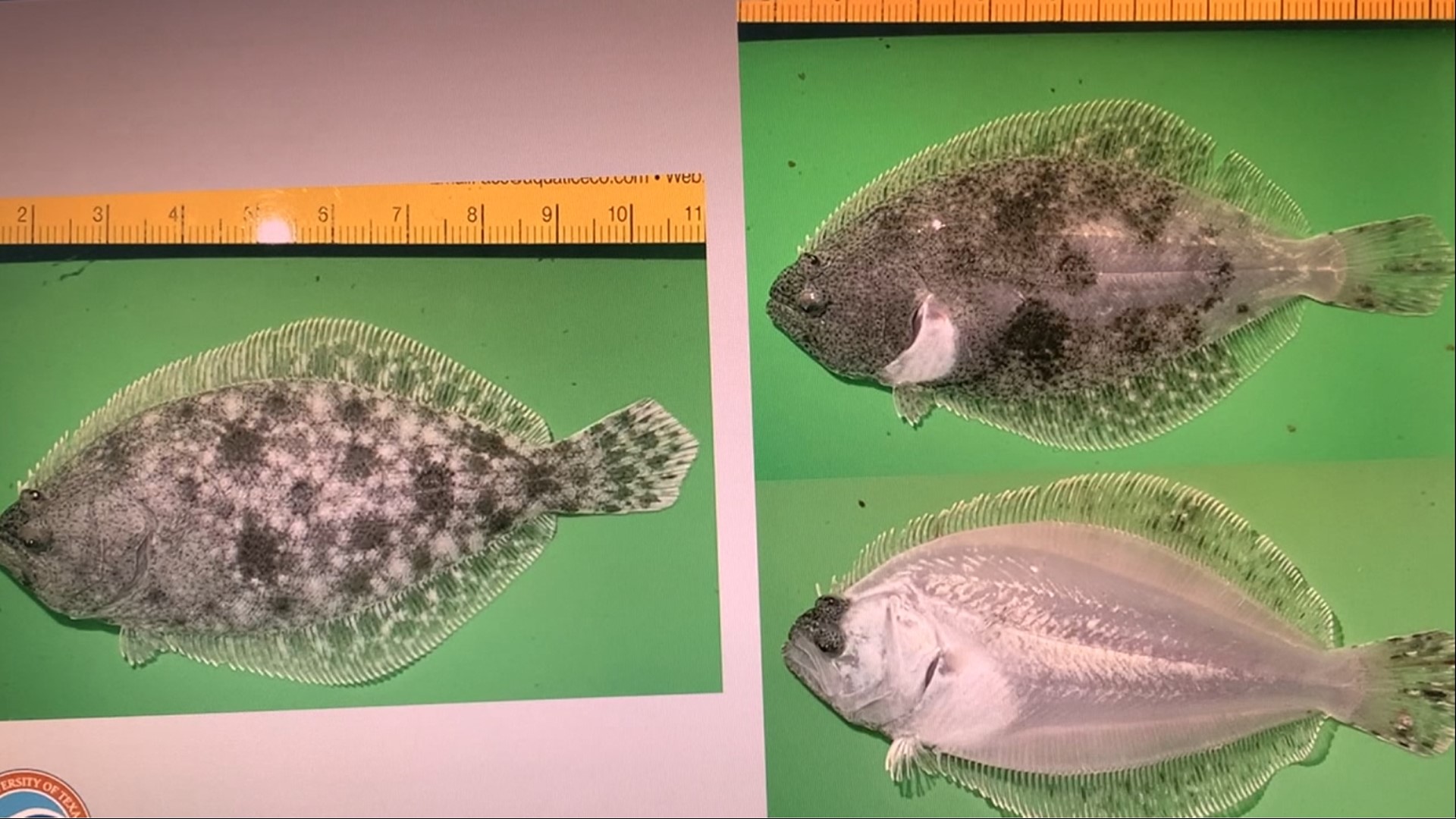 UT-Marine Science Institute is looking into why the fish produced in local hatcheries are being born with coloration that leaves them visible to predators.