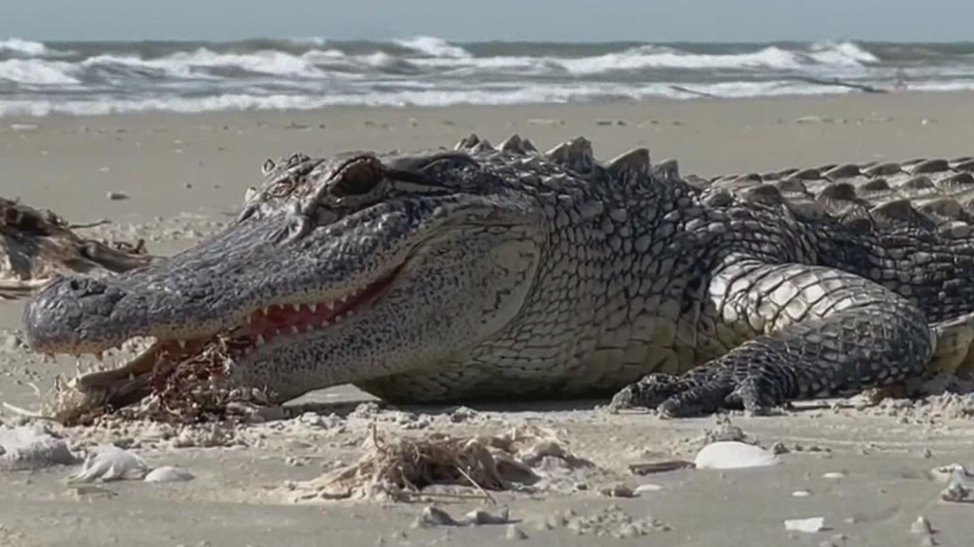 A stranded alligator was found near Matagorda Island, north of Port Aransas. And it's now in the care of the Amos Rehabilitation Keep.