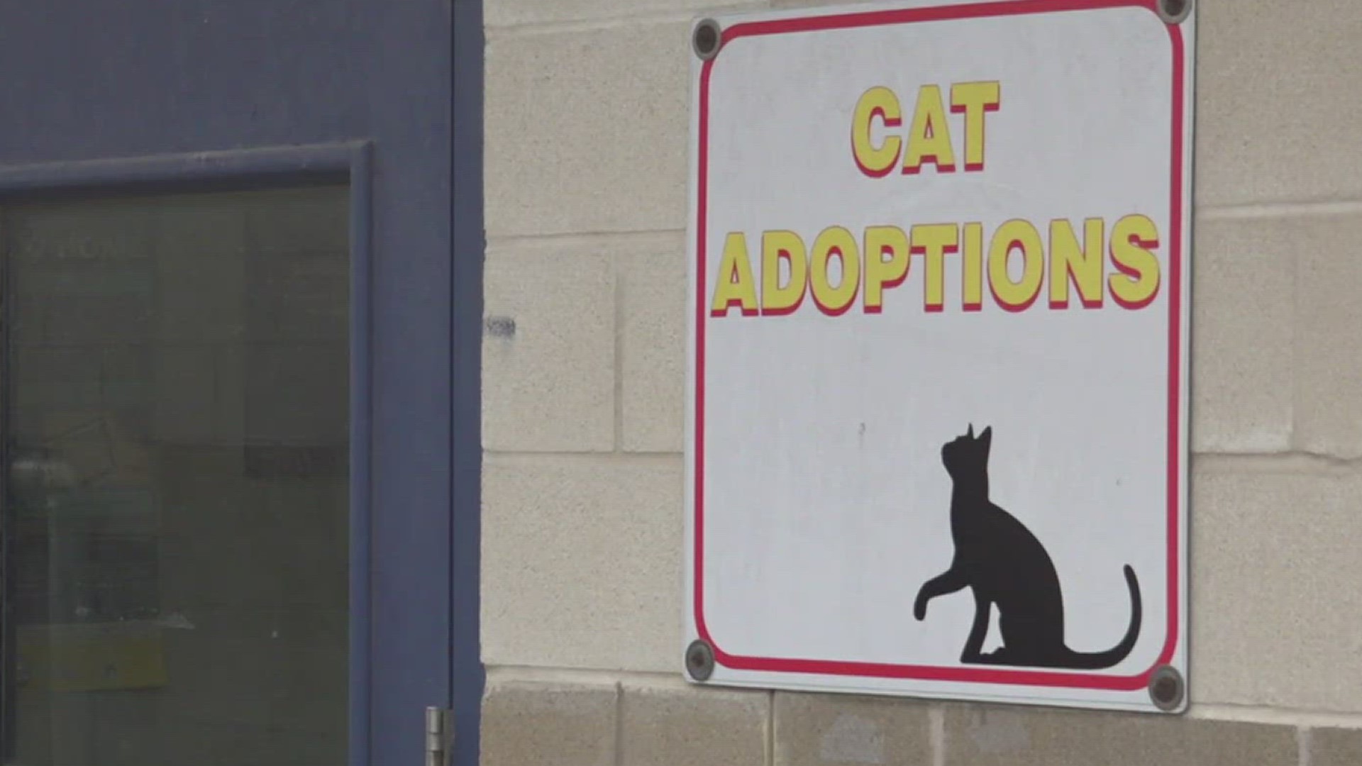 3NEWS spoke with Corpus Christi Animal Care Services about what happens to the animals and what punishments owners could face.