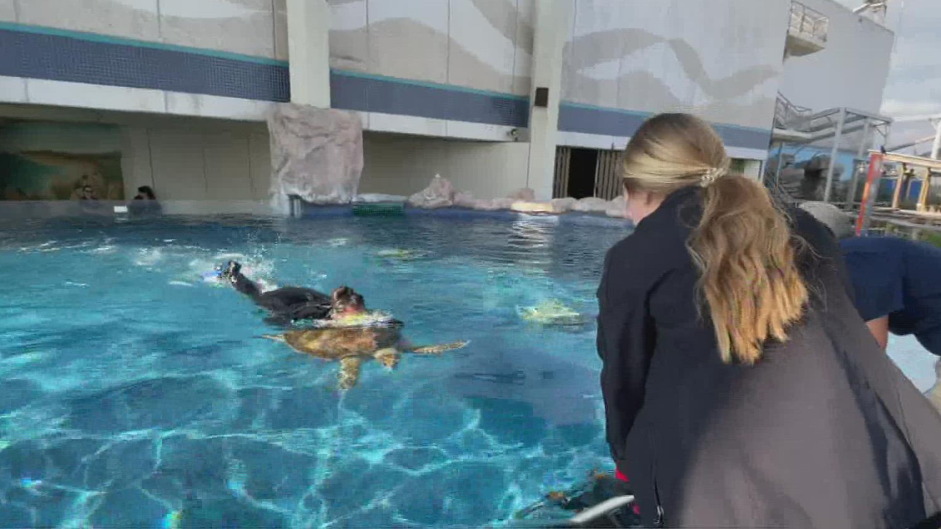 TSA President Jesse Gilbert with the aquarium said thankfully the facilities heaters did their job.