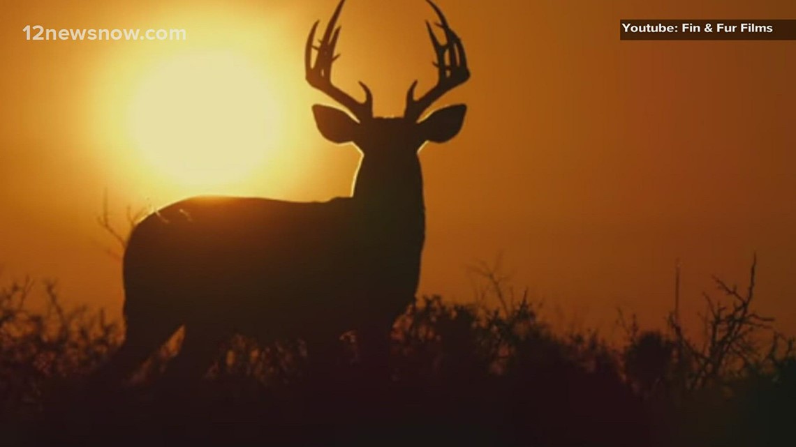 Deep in the Heart is Texas' first wildlife documentary - Vimarsana News